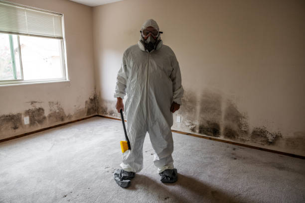 Best Attic Mold Removal  in Manchester, PA