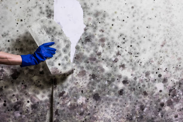 Best Certified Mold Removal  in Manchester, PA